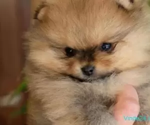Pui rasa Pomeranian mini toy superbi - Imagine 4
