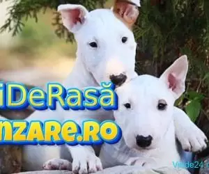 Vindem catei Bullterier cu microcip,garantie si factura fiscala