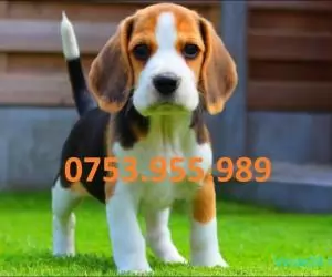 Catei Beagle vaccinati microcipati cu livrare la Satu Mare-www.vandcaini.ro