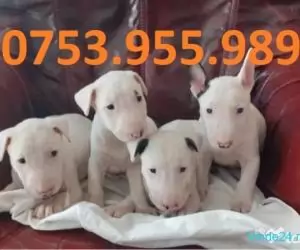 Catei Bull Terrier vaccinati, microcipati, pasaport, test,factura-www.vandcaini.ro