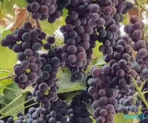Struguri soi căpșunică ,direct de la producator