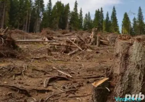 Defrisari terenuri cu utilaje specializate - 5/5