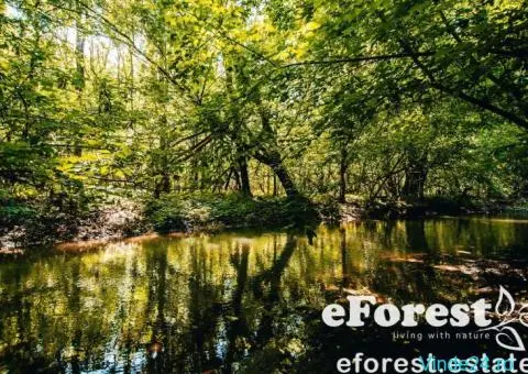 Teren la padure, acces direct la sosea DN1A, cartier premium, Crevedia - 1/6