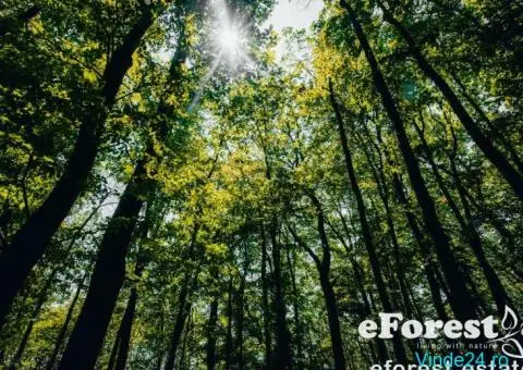 Promotie Teren generos în Ansamblul Rezidențial eForest - 3/9