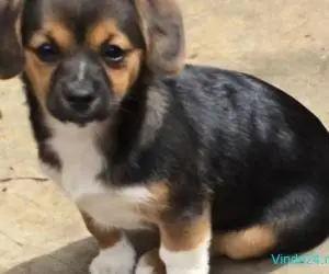 Catelusa metisa de talie mica, 3 luni, pentru adoptie