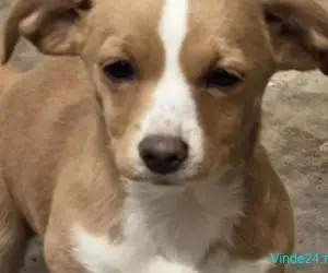 Catelusa metisa de talie mica ,3 luni ,pentru adoptie