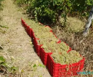Struguri de Vin pentru Anul 2025 - Selectionati Cele Mai Bune Soiuri!