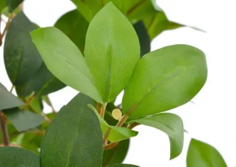 Plantă artificială dafin cu ghiveci, verde, 90 cm - 2/2