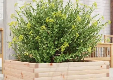 Jardinieră de grădină, 80x80x23 cm, lemn masiv de pin - 1/5