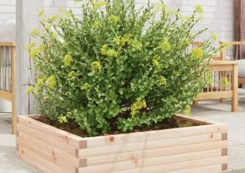 Jardinieră de grădină, 80x80x23 cm, lemn masiv de pin - 3/5