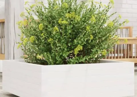 Jardinieră de grădină, alb, 70x70x26,5 cm, lemn masiv de pin - 1/5