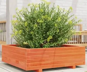 vidaXL Jardinieră grădină, maro ceruit, 80x80x26,5 cm, lemn masiv pin
