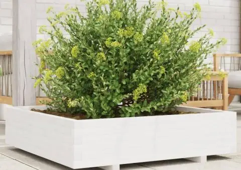 Jardinieră de grădină, alb, 100x100x26,5 cm, lemn masiv de pin - 1/5