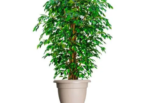 Cărucior pentru plante cu roți, diametru 40 cm, negru, 275 kg - 1/5