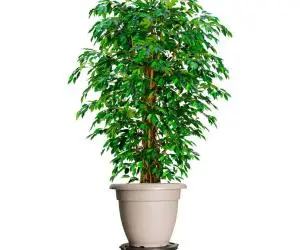 Cărucior pentru plante cu roți, diametru 40 cm, negru, 275 kg