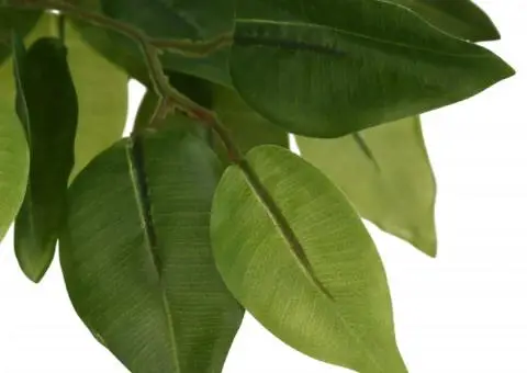 Arbore ficus artificial 1008 de frunze 180 cm verde - 3/5